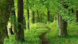 The Path
